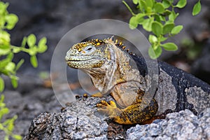 Galapagos land iguana on South Plaza Island, Galapagos National Park, Ecuador