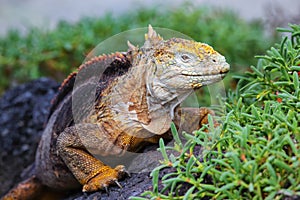 Galapagos land iguana on South Plaza Island, Galapagos National Park, Ecuador