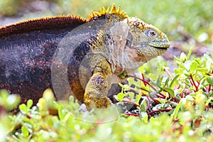 Galapagos land iguana on South Plaza Island, Galapagos National Park, Ecuador