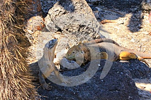 A pair of Galapagos land iguanas photo