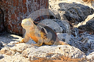 Galapagos land iguana on a lava rock photo