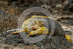 A Galapagos land iguana sunbathing on Plaza Sur Island