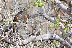 Galapagos Land iguana on a tree branch