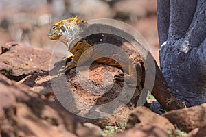 Galapagos Land iguana on a volcanic rock