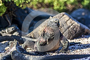 Galapagos Land Iguana walking in the sand