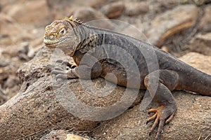 Galapagos Land Lguana in Galapagos Islands