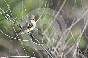 Galapagos Large Billed Flycatcher Myiarchus Magnirostris, Puerto Egas Egas Port, Santiago Island, Galapagos, Ecuador, South Am