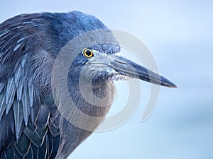 Galapagos lava heron, Butorides sundevalli, Santa Cruz, Galapagos, Ecuador.