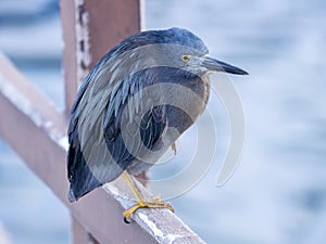 Galapagos lava heron, Butorides sundevalli, Santa Cruz, Galapagos, Ecuador.