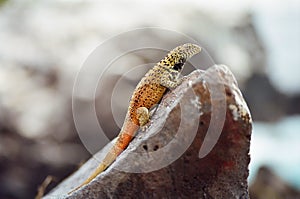 Galapagos Lava Lizard