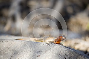 Galapagos Lava Lizard Microlophus albemarlensis