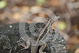 Galapagos Lava Lizard (Microlophus albemarlensis)