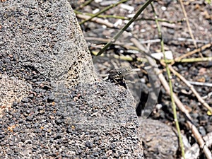 Galapagos lava lizard, Microlophus albemarlensis, is endemic to the Galapagos island. Santa Cruz, Galapagos, Ecuador photo