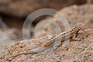 Galapagos Lava Lizard Microlophus albemarlensis in Galapagos I