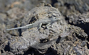 Galapagos Lava Lizard Microlophus albemarlensis, Punta Moreno, Isabela Island, Galapagos Islands