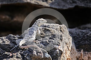 Galapagos lava lizard (Microlophus albemarlensis) on Santa Fe Island, Galapagos National Park, Ecuador