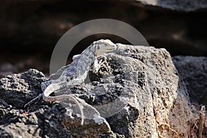 Galapagos lava lizard (Microlophus albemarlensis) on Santa Fe Island, Galapagos National Park, Ecuador