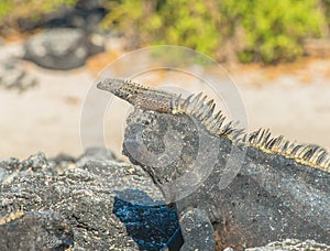 Galapagos Lava Lizard resting on marine iguana