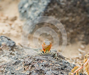 Galapagos Lava Lizard photo