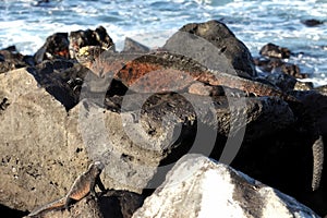 Galapagos marine iguana