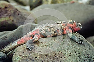 Galapagos marine iguana photo