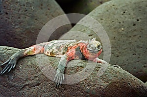 Galapagos marine iguana photo