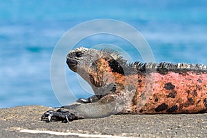 Galapagos marine iguana