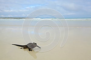 Galapagos marine Iguana