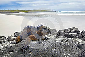 Galapagos marine Iguana