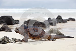 Galapagos marine Iguana