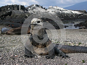 Galapagos marine iguana