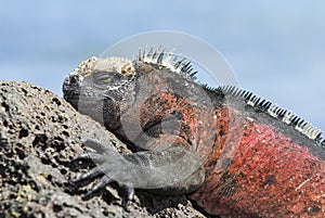 Galapagos marine iguana