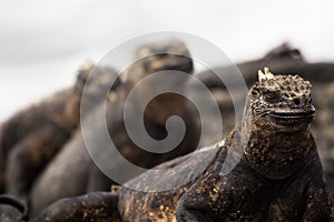 Galapagos Marine Iguana