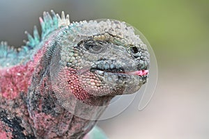 Galapagos Marine Iguana