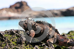 Galapagos Marine Iguana