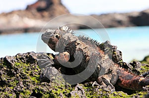 Galapagos Marine Iguana