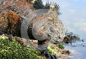 Galapagos Marine Iguana