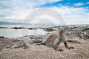 Galapagos marine iguana alert on the beach