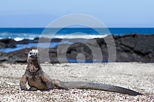 Galapagos Marine Iguana Amblyrhynchus cristatus on a beach, Santiago Island, Galapagos Islands, Ecuador