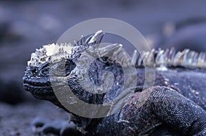 galapagos marine iguana, amblyrhynchus cristatus in ecuador