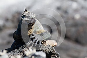 Galapagos Marine Iguana Amblyrhynchus cristatus on lava rock, Galapagos Islands