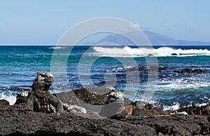 Galapagos Marine Iguana Amblyrhynchus cristatus on lava rock, in its natural environment, Galapagos Islands photo