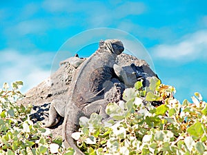 Galapagos Marine Iguana Amblyrhynchus cristatus photo