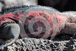 Galapagos Marine Iguana Amblyrhynchus cristatus at Suarez Point, La Espanola Island, Galapagos Island, Ecuador, South America photo