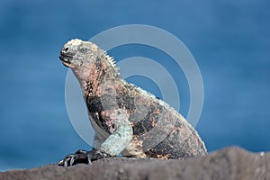 Galapagos Marine Iguana Amblyrhynchus cristatus at Suarez Point, La Espanola Island, Galapagos Island, Ecuador, South America photo