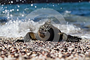 Galapagos Marine Iguana Amblyrhynchus cristatus on sunning itself on a beach, Galapagos Islands photo