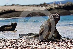 Galapagos Marine Iguana Amblyrhynchus cristatus walking on a beach, Galapagos Islands