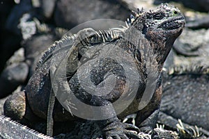 Galapagos Marine Iguana and Baby