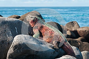 Galapagos Marine Iguana basking in the sun. photo