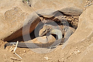 Galapagos Marine Iguana in a burrow